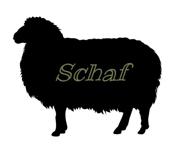 Schaf