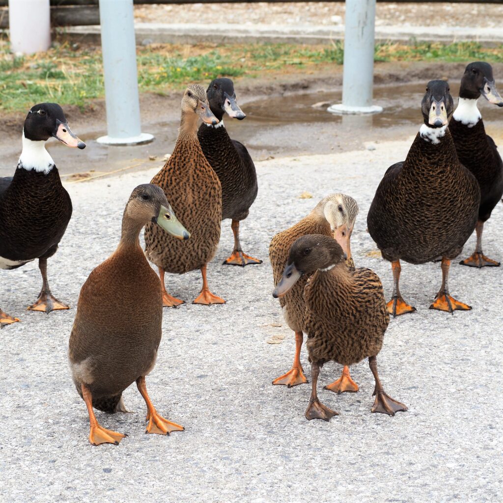 Ente