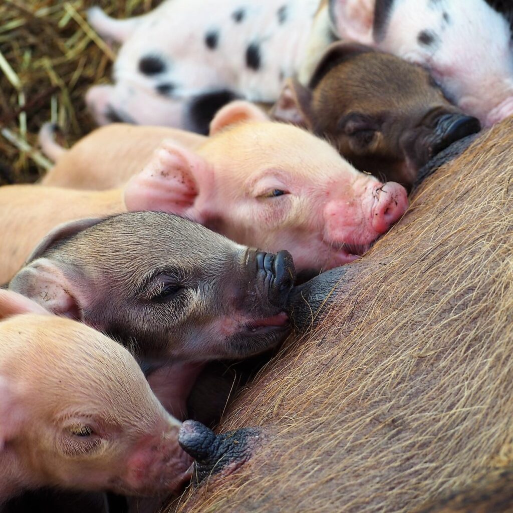 Ferkel