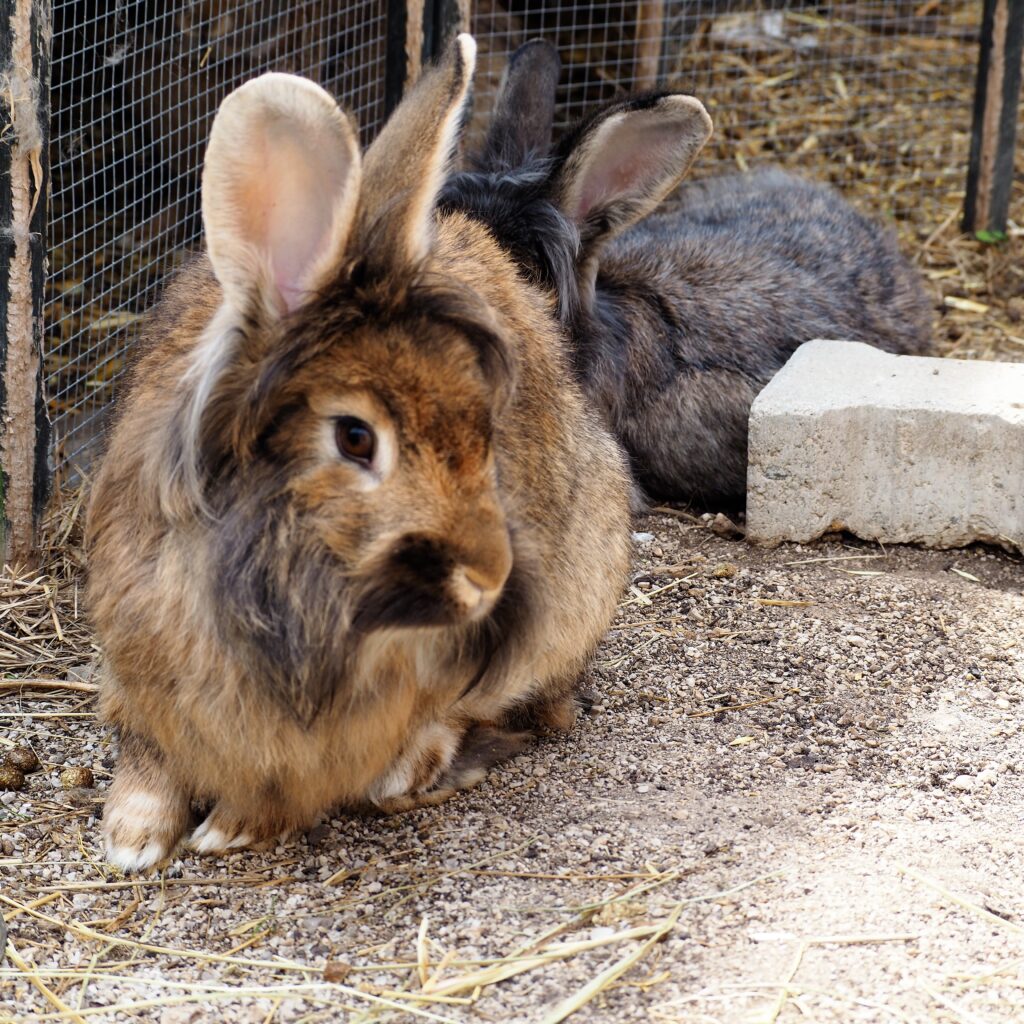 Hase