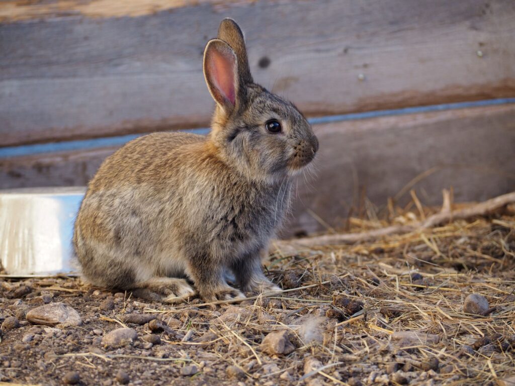 Hase